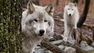 Preview wallpaper wolf, wood, peep, hiding, hunting, predator