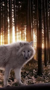 Preview wallpaper wolf, wood, predator, rays, light