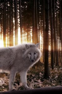 Preview wallpaper wolf, wood, predator, rays, light