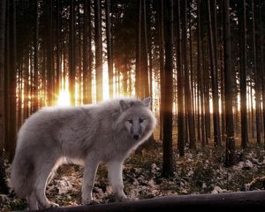 Preview wallpaper wolf, wood, predator, rays, light