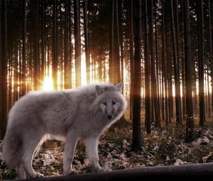 Wolf standard 4:3 wallpapers hd, desktop backgrounds 1400x1050, images ...