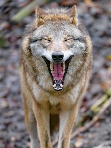 Preview wallpaper wolf, yawn, protruding tongue, animal, funny