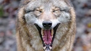 Preview wallpaper wolf, yawn, protruding tongue, animal, funny