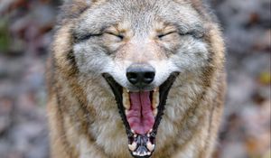 Preview wallpaper wolf, yawn, protruding tongue, animal, funny