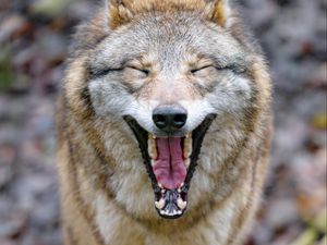 Preview wallpaper wolf, yawn, protruding tongue, animal, funny