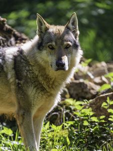 Preview wallpaper wolfdog, predator, wildlife