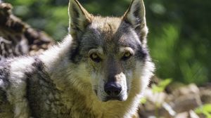 Preview wallpaper wolfdog, predator, wildlife