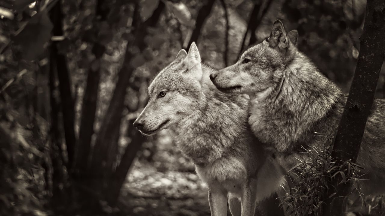 Wallpaper wolves, animals, predators, black and white