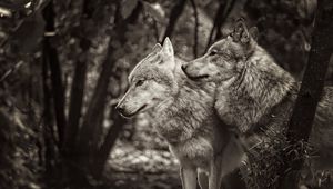 Preview wallpaper wolves, animals, predators, black and white