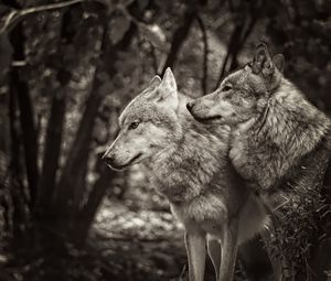 Preview wallpaper wolves, animals, predators, black and white