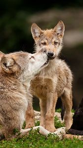 Preview wallpaper wolves, baby, care, predators, lying, grass