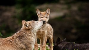 Preview wallpaper wolves, baby, care, predators, lying, grass