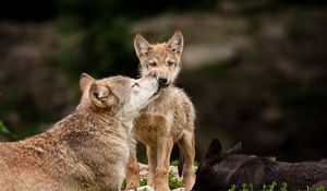 Preview wallpaper wolves, baby, care, predators, lying, grass