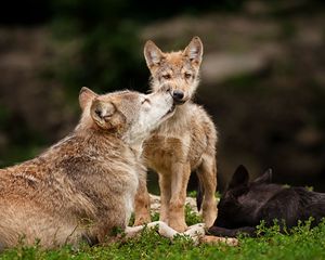 Preview wallpaper wolves, baby, care, predators, lying, grass