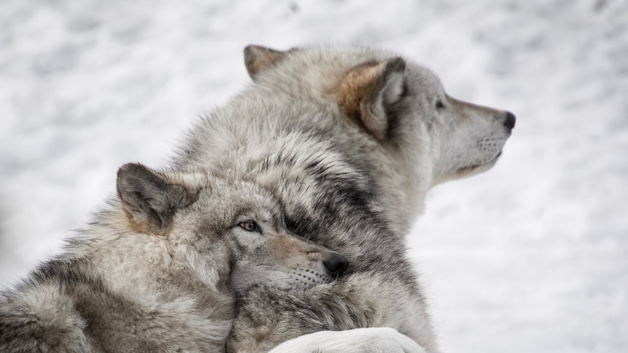 Wallpaper wolves, couple, care, wildlife, dogs