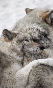 Preview wallpaper wolves, couple, care, wildlife, dogs