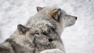 Preview wallpaper wolves, couple, care, wildlife, dogs