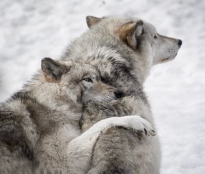 Preview wallpaper wolves, couple, care, wildlife, dogs