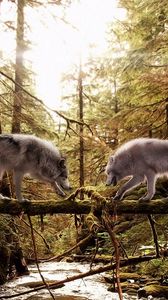 Preview wallpaper wolves, couple, forest, trees, trunk, pine needles, moss