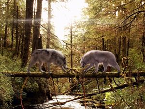 Preview wallpaper wolves, couple, forest, trees, trunk, pine needles, moss