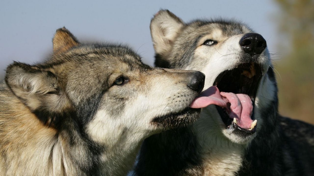 Wallpaper wolves, couple, lick