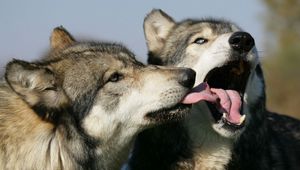 Preview wallpaper wolves, couple, lick