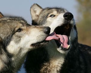Preview wallpaper wolves, couple, lick