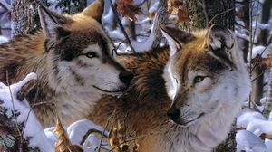 Preview wallpaper wolves, couple, predators, loyalty, affection