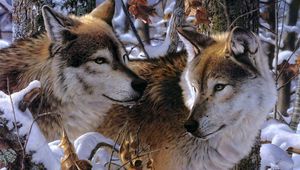 Preview wallpaper wolves, couple, predators, loyalty, affection
