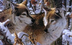 Wallpaper wolves, couple, lick hd, picture, image