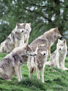 Preview wallpaper wolves, family, flock