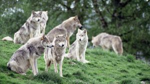 Preview wallpaper wolves, family, flock