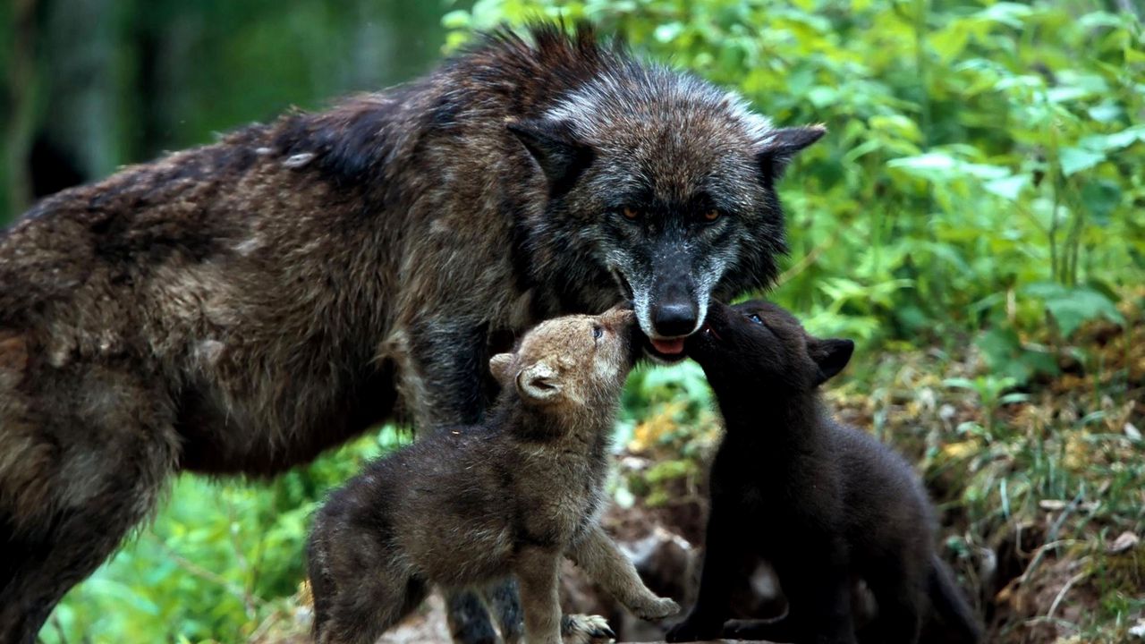 Wallpaper wolves, family, grass, puppies