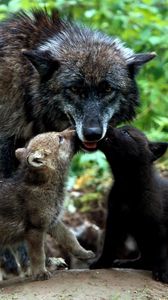 Preview wallpaper wolves, family, grass, puppies