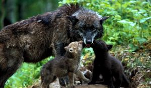 Preview wallpaper wolves, family, grass, puppies