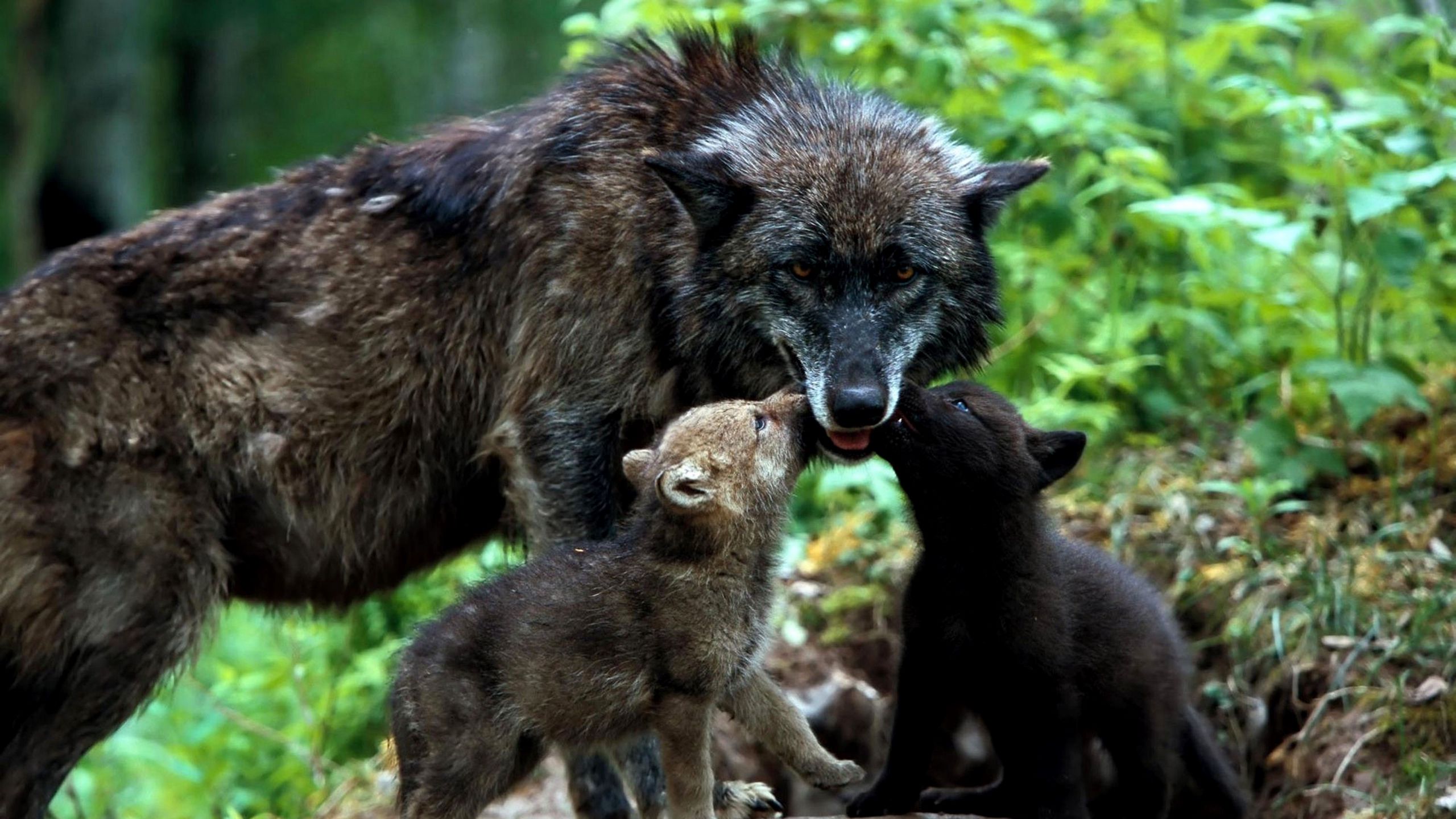 wolf puppies wallpaper