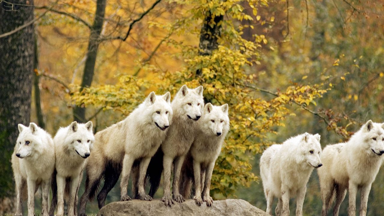 Wallpaper wolves, forest, flock, grass, trees, autumn, hunting, family