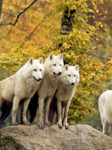 Preview wallpaper wolves, forest, flock, grass, trees, autumn, hunting, family