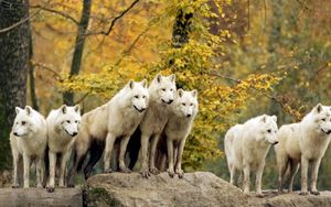 Preview wallpaper wolves, forest, flock, grass, trees, autumn, hunting, family