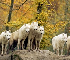 Preview wallpaper wolves, forest, flock, grass, trees, autumn, hunting, family