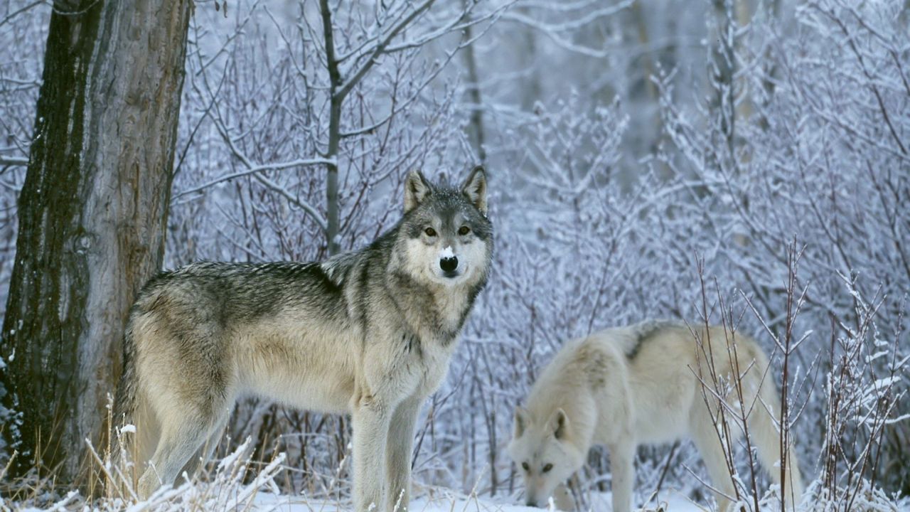 Wallpaper wolves, forest, snow, trees
