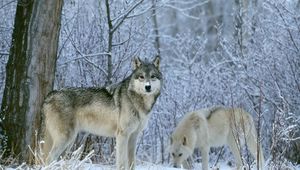 Preview wallpaper wolves, forest, snow, trees