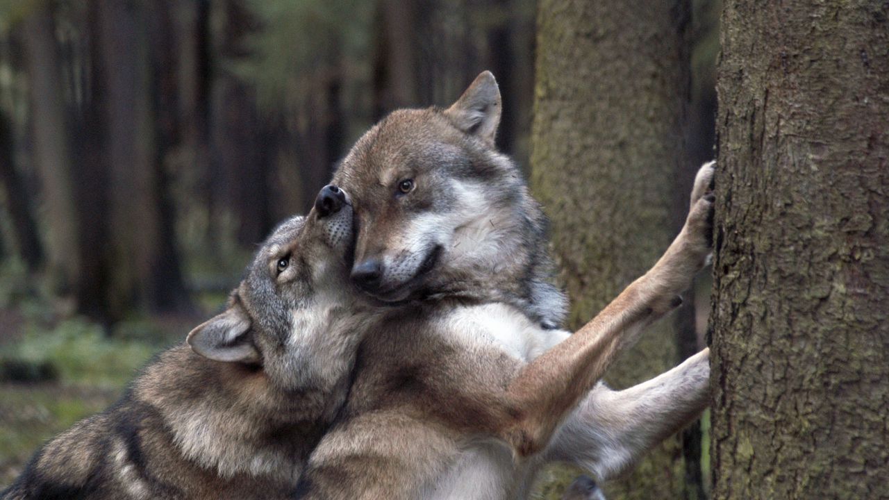 Wallpaper wolves, game, forest