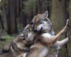 Preview wallpaper wolves, game, forest