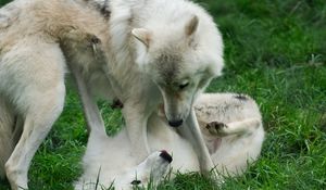 Preview wallpaper wolves, grass, game, couple, two