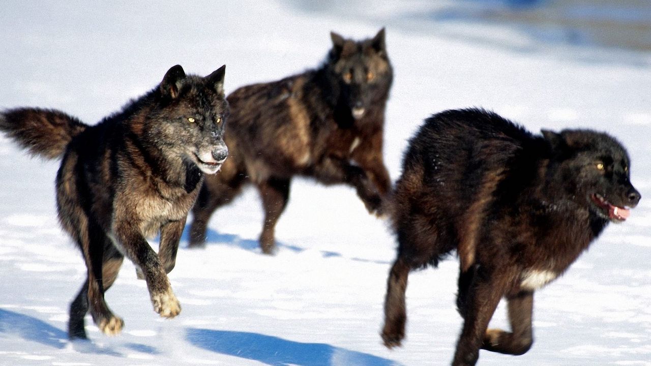 Wallpaper wolves, hunt, snow, dogs, predators