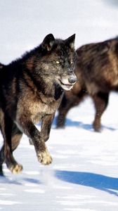 Preview wallpaper wolves, hunt, snow, dogs, predators