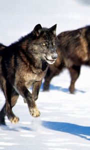Preview wallpaper wolves, hunt, snow, dogs, predators