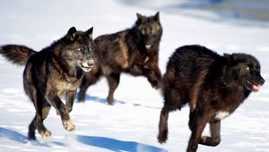 Preview wallpaper wolves, hunt, snow, dogs, predators