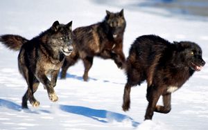 Preview wallpaper wolves, hunt, snow, dogs, predators
